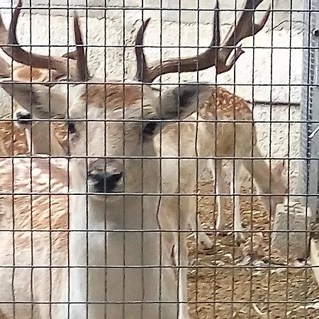 Oasis Rhodes Hotel Afando