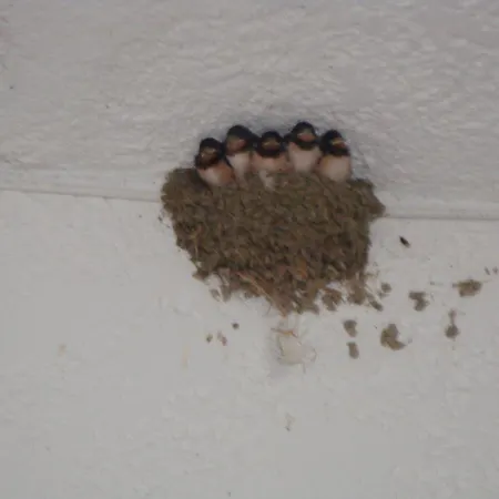 Hotel Oasis Rhodes 3*