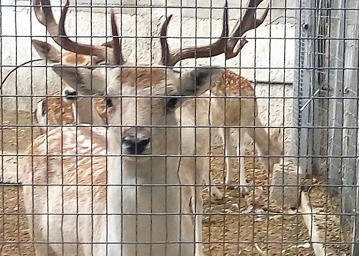 Oasis Rhodes فندق أفانتو