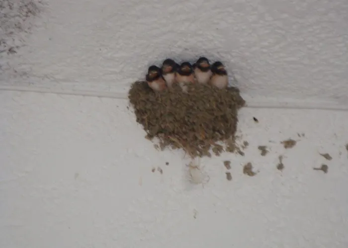 فندق Oasis Rhodes 3*